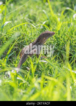 Pattern and texture details of a brown anole sitting on green grass in the garden. Stock Photo