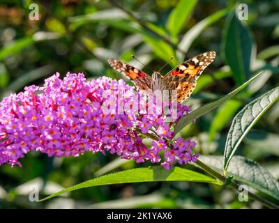 Painted Lady butterfly (Vanessa cardui) feeding on nectar from a pink buddleia flower (Buddleja davidii) Stock Photo