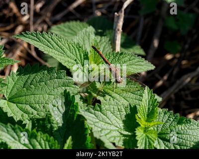 Common darter - Sympetrum striolatum - on nettle leaves. Stock Photo