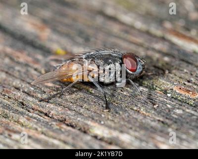 Close-up of a housefly (Musca autumnalis) resting on a textured wooden surface, showcasing its large red compound eyes and bristly body. Stock Photo