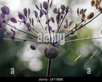 Snail on a dried seed head. Small terrestrial snail resting on a mature, dried umbel of a wild hogweed plant against a blurred green background. Stock Photo
