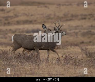 Mule deer couple during mating season in Montana with copy space below ...