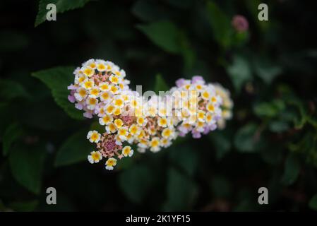 lantana aculeata white, yeallow and pink flowers on dark green leaves background Stock Photo