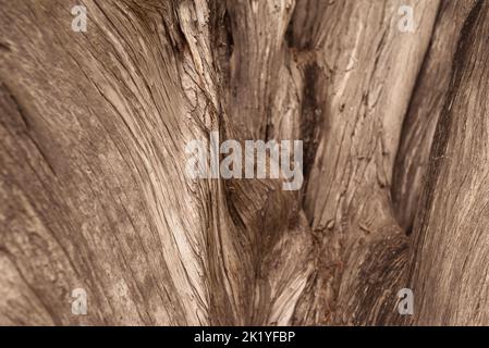 Blurred bark texture background. Bald cypress closeup. Abstract composition Stock Photo