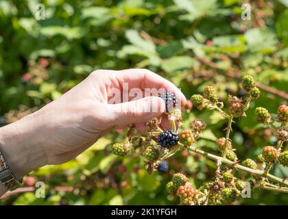 Close up of an isolated female hand/ woman outdoors in the summer sunshine picking ripe, wild blackberries from a UK bramble bush. Stock Photo