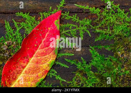 Autumn Leaf on a wooden background, autumn background Stock Photo