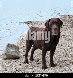 Chocolate (brown) Labrador Retriever standing on a pebble beach beside calm lake water in a natural lakeside setting Stock Photo