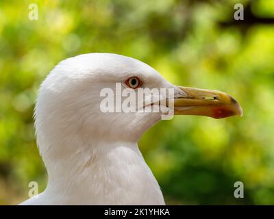 seagull in profile on green background, close-up Stock Photo