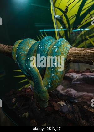 A beautiful closeup shot of an exotic Green tree python on branch in zoo terrarium Stock Photo