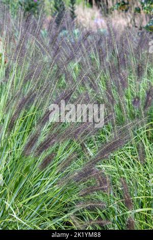 Pennisetum alopecuroides 'Dark Desire' (Chinese fountain grass) in flower. Ornamental grass with dark purple-black flowerheads in late summer Stock Photo