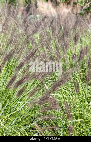 Pennisetum alopecuroides 'Dark Desire' (Chinese fountain grass) in flower. Ornamental grass with dark purple-black flowerheads in late summer Stock Photo