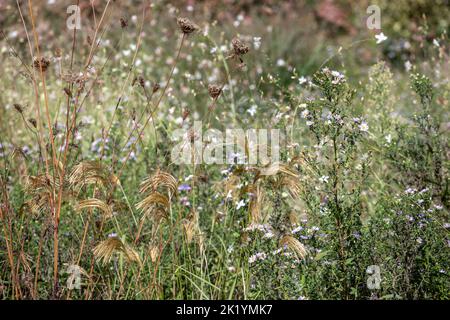 Golden - yellow flowerheads of Miscanthus nepalensis in naturalistic planting (Himalayan fairy grass, Nepal silver grass) Stock Photo