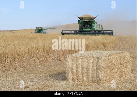 ISRAEL, Negev semi-arid region, Ofakim, 4000 hectare farming joint venture of kibbutz Ruchama, Dorot und Tselim, barley harvest with John Deere combine harvester with instant straw bale pressing / Israel, Negev Wüste, Ernte von Gerste auf einer 4000 Hektar Kibbutz Farm Stock Photo