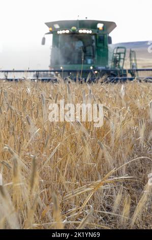 ISRAEL, Negev semi-arid region, Ofakim, 4000 hectare farming joint venture of kibbutz Ruchama, Dorot und Tselim, barley harvest with John Deere combine harvester with instant straw bale pressing / Israel, Negev Wüste, Ernte von Gerste auf einer 4000 Hektar Kibbutz Farm Stock Photo