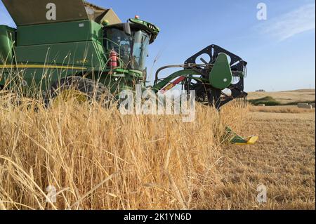 ISRAEL, Negev semi-arid region, Ofakim, 4000 hectare farming joint venture of kibbutz Ruchama, Dorot und Tselim, barley harvest with John Deere combine harvester with instant straw bale pressing / Israel, Negev Wüste, Ernte von Gerste auf einer 4000 Hektar Kibbutz Farm Stock Photo