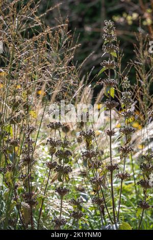Late summer / autumn seedheads of Phlomis tuberosa 'Amazone' (sage-leaf mullein / Jerusalem sage) Stock Photo