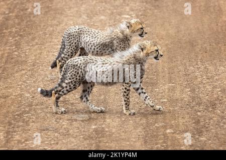 Two cheetah cubs, acinonyx jubatus, cross a dirt road in the Masai Mara, Kenya. These siblings are approximately 4 months old and will stay with their Stock Photo