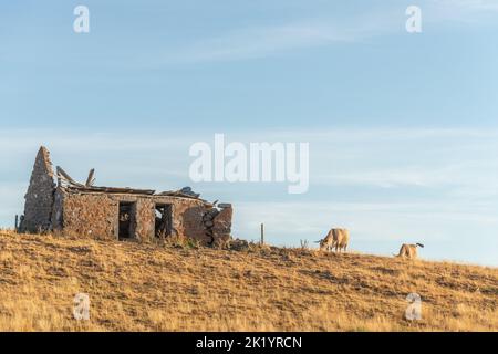 Aubrac cows in a dry pasture in summer. Aubrac, France. Stock Photo