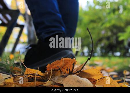 Women's legs in blue jeans and black sneakers against the background of autumn yellow-orange leaves. Blurred background. Stock Photo