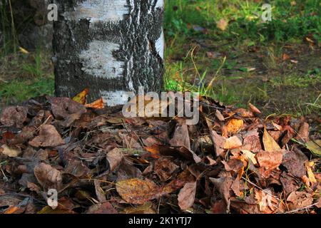 Birch trunk strewn with yellow-orange leaves close-up. Autumn landscape.