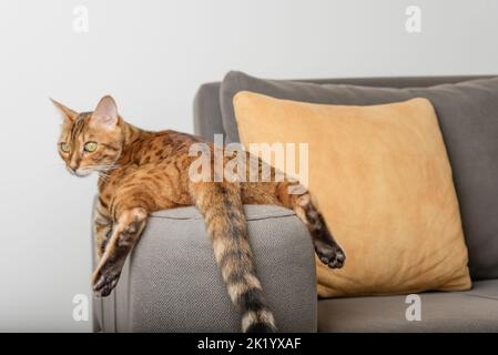 A bored Bengal cat lies and rests on the sofa. Back view. Stock Photo