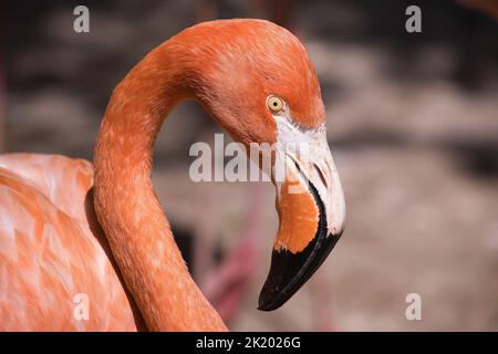 A closeup of a Flamingo in Pairi Daiza Stock Photo