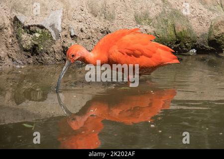 A closeup of a Scarlet ibis in Pairi Daiza Stock Photo