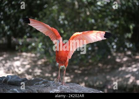 A closeup of a Scarlet ibis in Pairi Daiza Stock Photo