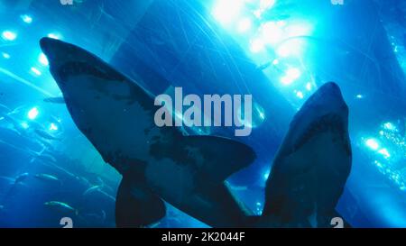 Sharks on display in Dubai shopping mall. Stock Photo