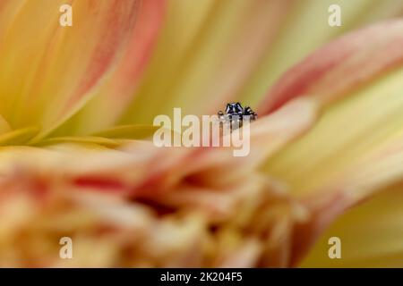 White-cheeked jumping spider Stock Photo - Alamy