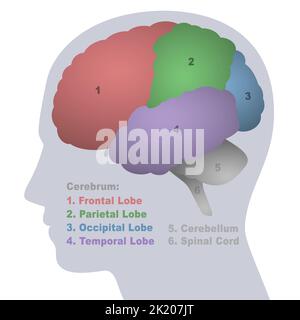 Brain lobes, anatomical regions of the cerebrum, frontal, parietal, occipital and temporal lobe, cerebellum and spinal cord, profile view. Stock Photo