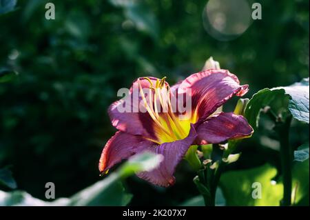 burgundy flowers of purple daylily Daring Deception close-up in the garden. Natural natural background of flowers. Copy space Stock Photo