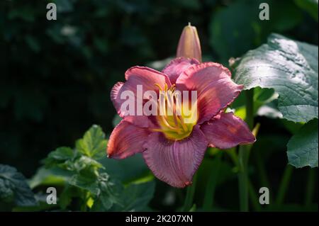 burgundy flowers of purple daylily Daring Deception close-up in the garden. Natural natural background of flowers. Copy space Stock Photo