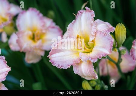 pink daylily flowers with Frosted Vintage Ruffled close-up in the garden. Natural natural background of flowers. Stock Photo