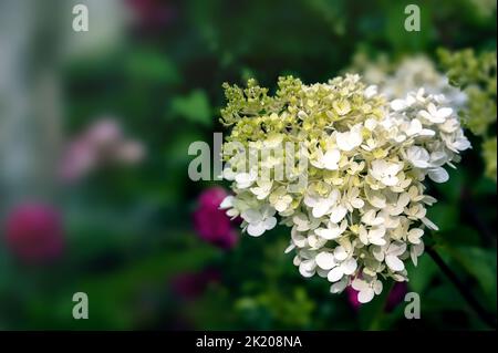 Pink-white inflorescences of paniculata hydrangea Hydrangea paniculata of the Vanille Fraise variety with a slight greenish tinge. Copy space Stock Photo