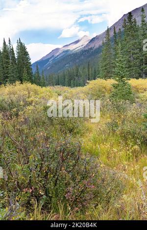 Southern Rocky Mountains Ecoregion, Montane ecosystem, Guanella Pass Road, Pike National Forest, Colorado, USA Stock Photo