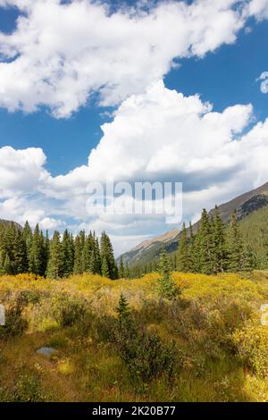 Southern Rocky Mountains Ecoregion, Montane ecosystem, Guanella Pass Road, Pike National Forest, Colorado, USA Stock Photo