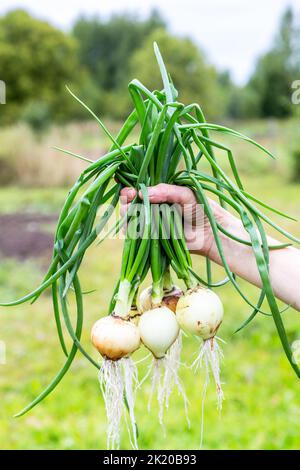 Fresh organic onion in the hand on a green natural unfocused background in summer day Stock Photo