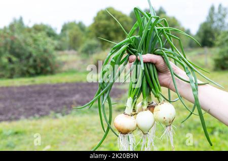 Fresh organic onion in the hand on a green natural unfocused background in summer day Stock Photo