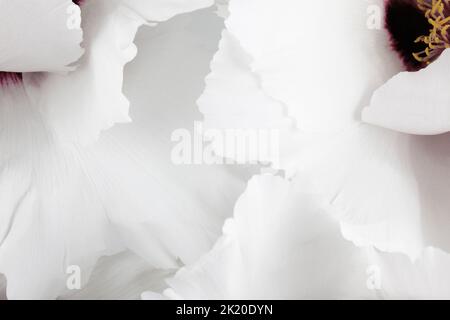 Blossom of white Suffrutex Peony. Tree peony. Natural floral background. Close-up. Stock Photo