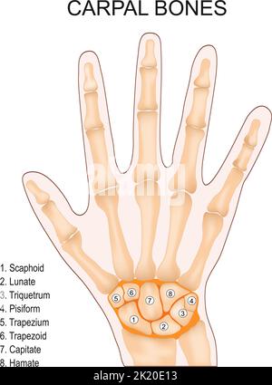 Carpal bones. Human hand anatomy. small bones of the wrist: Scaphoid, Lunate, Triquetrum, Pisiform, Trapezium, Trapezoid, Capitate and Hamate. Vector Stock Vector