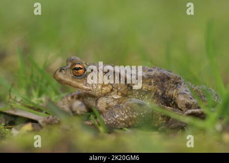 Closeup on a common European toad, Bufu bofo in the garden against a green background Stock Photo