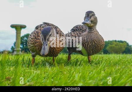 A close up wile feeding some ducks on the lawn Stock Photo