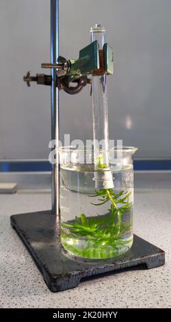 Waterweed in a glass with water. Above it an inverted test tube also filled with water. Demonstration of photosynthesis in biology class. Stock Photo