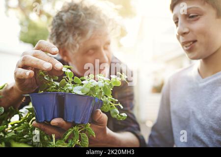 Passionate about plants. a grandfather teaching his grandson about gardening. Stock Photo