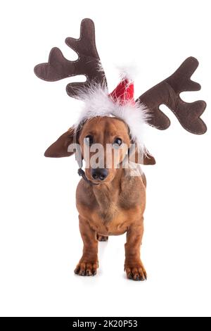 Dachshund, sausage dogwith a reindeer hat for Christmas on white background Stock Photo
