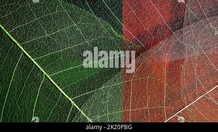 biophilic nature-inspired textured background. skeleton magnolia leaves. abstract colorful composition Stock Photo