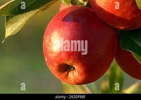 Red and green apple farm Stock Photo