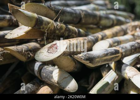 pile of cut sugar cane ready to be taken to the sugar cane mill. sick sugar cane with a red tip and with the beginnings of a borer worm. ripe sugar ca Stock Photo