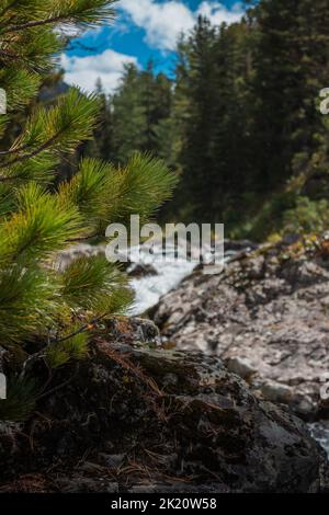 A vertical shot of Siberian dwarf pine branches (Pinus pumila) against the river Stock Photo